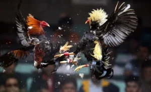 Chinh Phục Cách Chơi Đá Gà Sabong Tại 69VN Như Một Kê Thủ